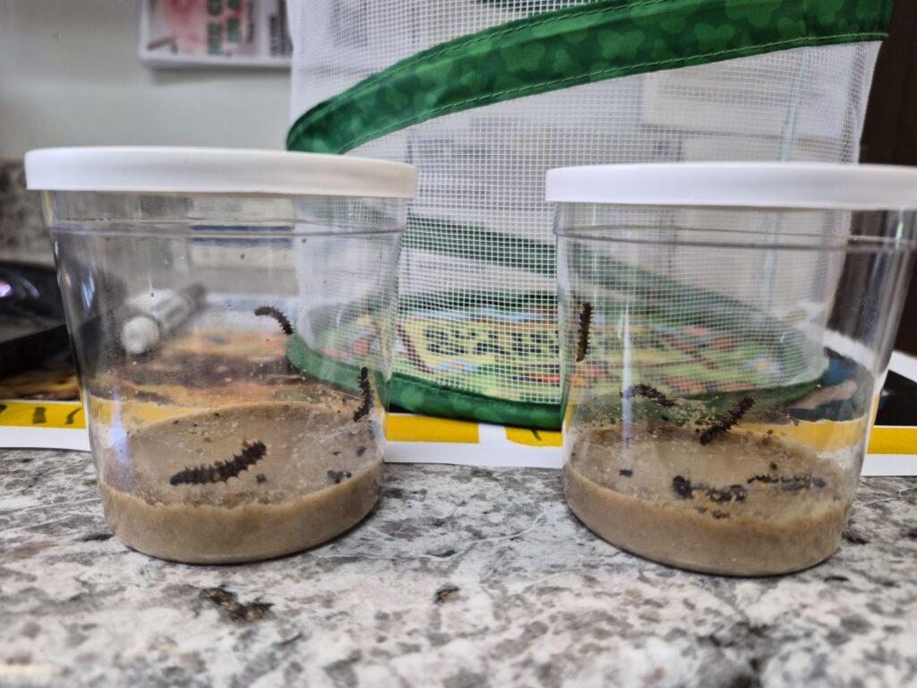 Two clear plastic cups on a speckled counter, each containing sandy substrate with several small dark larvae.