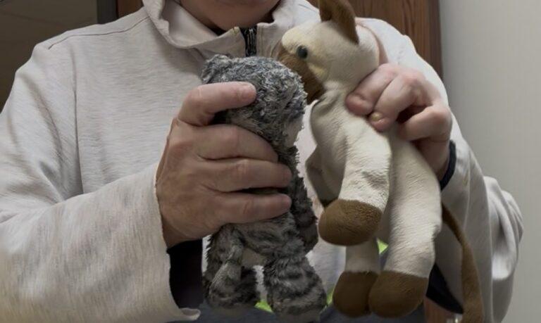 A person wearing a light gray hoodie holds two plush stuffed animals, a gray knitted toy and a tan-and-white plush.