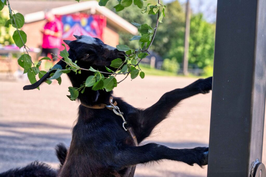 Leashed black dog stands on its hind legs with its front paws on a vertical post, framed by green leaves in a sunny outdoor area.